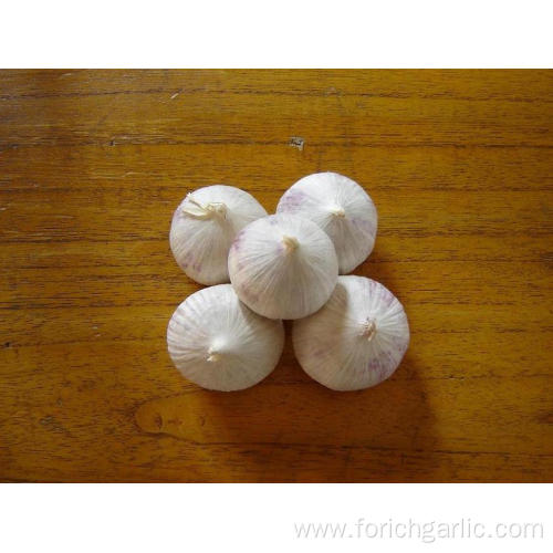 Single Clove Garlic Grown in Organic Soil